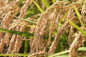 無農薬米の稲穂